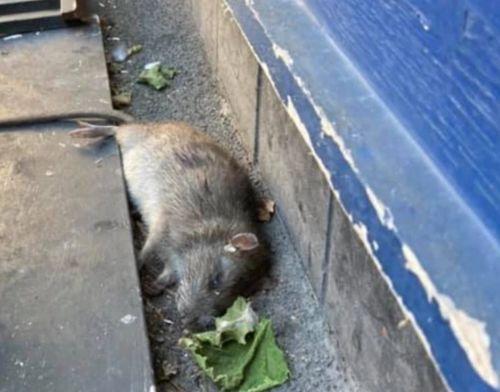 巨型老鼠爆料视频播放下载,播放下载背后的惊人真相  第1张