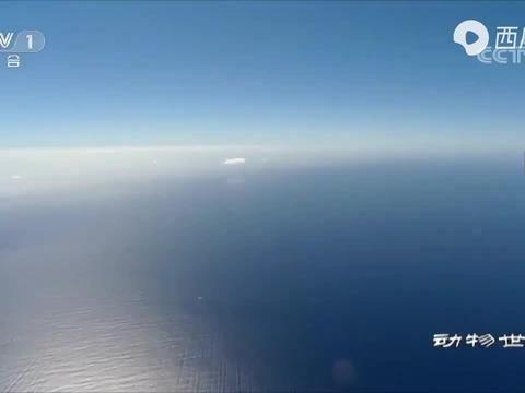 海洋最新爆料新闻,最新海洋发现揭示神秘生物世界 第1张 海洋最新爆料新闻,最新海洋发现揭示神秘生物世界 第1张